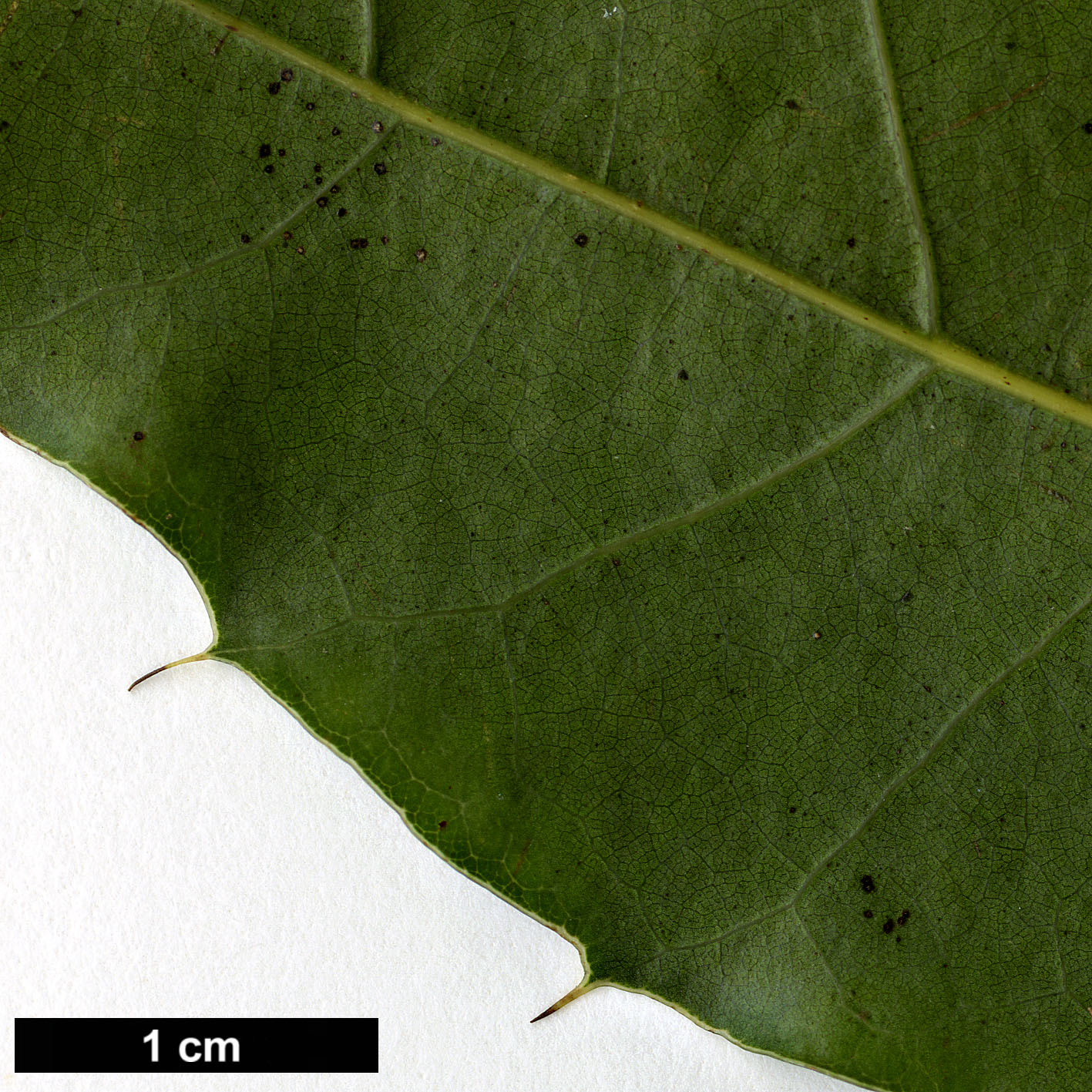 High resolution image: Family: Fagaceae - Genus: Quercus - Taxon: brenesii